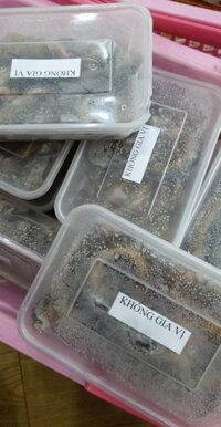 Lươn đồng Nghệ An