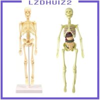 [Lzdhuiz] Mô hình bộ xương người mô hình giáo dục hiển thị mô hình bộ xương