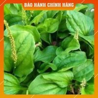 MÃ ĐỀ Dược liệu quý hỗ trợ bệnh thận và đường tiết niệu túi 1kg