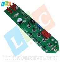 Mạch quạt cây Hoa Phượng