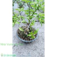 Mai Chiếu Thuỷ Bonsai Để Bàn