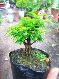 Mai chiếu thủy bonsai mini combo cây giá thể và phân tan chậm.