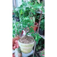 Mai Chiếu Thuỷ Bonsai