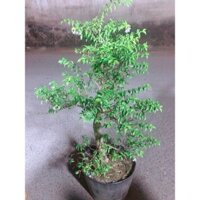 Mai Chiếu Thuỷ Bonsai