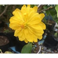 Mai Đại Lộc 49 cánh siêu nụ chơi tết bonsai mini