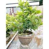 Mai giảo ghép