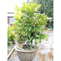 mai giảo ghép