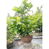 Mai giảo ghép