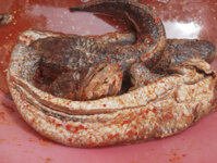 Mắm cá lóc đồng U Minh Cà Mau, thơm ngon