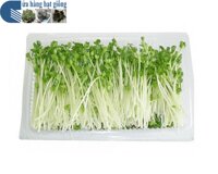 Mầm cải xanh Đà Lạt