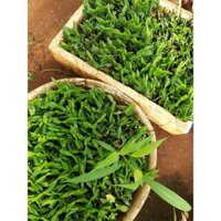 mầm cây thần tài thái lan (50 mầm) Sản phẩm có bảo hành