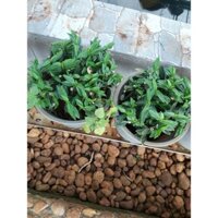 mầm cây thần tài thái lan (50 mầm) (uacj)