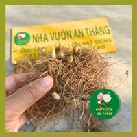 Mầm hoa linh lan trắng - hoa lan chuông [ Mầm Chuẩn Giống ]