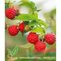 Mâm xôi (phúc bồn tử) đỏ, vàng, đen  - Nhà Vườn Khánh Võ