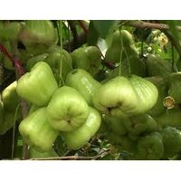 Mận Xanh đường ( cây giống có bảo hành) - Cây giống Mini, Freeship Extra+