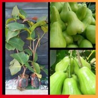 Mận Xanh đường (uacj bảo hành )