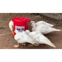 Máng ăn tự động cho Vịt,Ngan,Gà loại mới giá rẻ