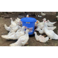 Máng ăn tự động cho Vịt,Ngan,Gà cỡ lớn,giá rẻ,hiệu quả nhất.