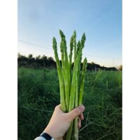 Măng tây tươi Đà Lạt - Rau củ ĐÀ LẠT