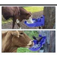 Máng uống nước tự động cho bò