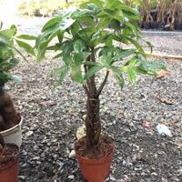 (ManhHungShopTree) KIM NGÂN SOẮN-CÂY CẢNH-PHONG THỦY TRANG TRÍ-GIÁ TRỊ SỬ DỤNG CAO-FREESHIP TỪ 50K