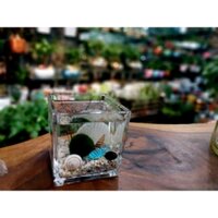 Marimo - chậu vuông cao cấp