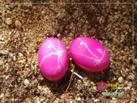 Mặt đá ruby sao hồng ngọc