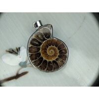 Mặt dây chuyền ốc anh vũ