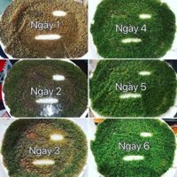 Mặt Nạ Mầm Rong Biển Hàn Quốc (Combo 50 Miếng)