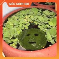Mặt nạ rong biển (n.gũ h.oa)