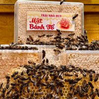 Mật ong bánh tổ trại nhà huy