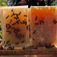 Mật ong bánh tổ tươi 500gr nguyên chất giá không qua trung gian