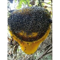 mật ong hoa cà phê