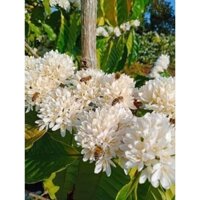 Mật ong hoa cà phê