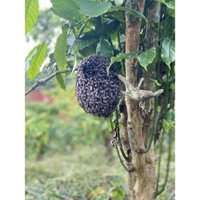 mật ong hoa cà phê