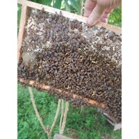 Mật ong hoa nhãn nguyên chất 100% - chai 1 lít