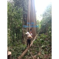 Mật Ong khoái Nguyên Bầu Mật