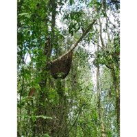 mật ong rừng tràm nguyên sáp 1,5kg