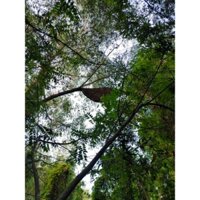 mật ong rừng tràm nguyên tổ 900gram