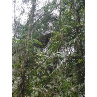 Mật ong rừng tràm thiên nhiên 1.3kg nguyên tổ