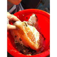 Mật Ong Rừng Tràm U Minh Nguyên Chất 100%, Tín Cua - Đặc Sản Cà Mau