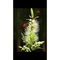 Mật ong rừng tràm