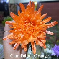 Màu Nhuộm Hoa Tươi Cắt Cành Công Nghệ Israel The Color Sodium Chai 1 lít là chế phẩm sinh học an toàn dùng đổi màu hoa tươi tại nhà và shop hoa - Cam