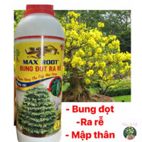 MAX ROOT (1 lít) Bung đọt, Ra rễ, Mập thân Mai vàng