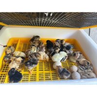 Máy ấp trứng  Ánh Dương A100 [Hàng Chính Hãng] tự động 100-120 trứng, 2 tầng khay đảo nhựa đảo lăn