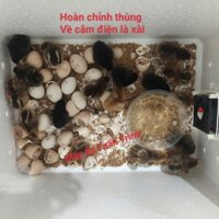 Máy ấp trứng cacbon lắp sẵn thùng xốp, cho gà vịt ngan ngỗng chim trĩ chim cút