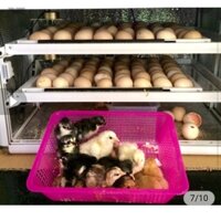 (Máy ấp trứng đã qua sử dụng)Máy ấp trứng hiệu Ánh Dương loại  108 trứng, máy đã sử dụng chỉ vài tháng con mới