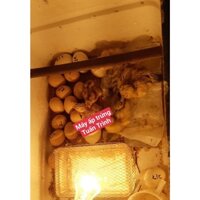 Máy ấp trứng gà mini tự chế