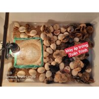 Máy ấp trứng tự chế