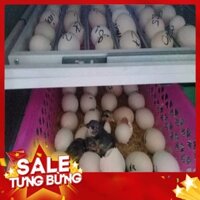 Máy ấp trứng tự động 100 trứng thùng hợp kim cao cấp